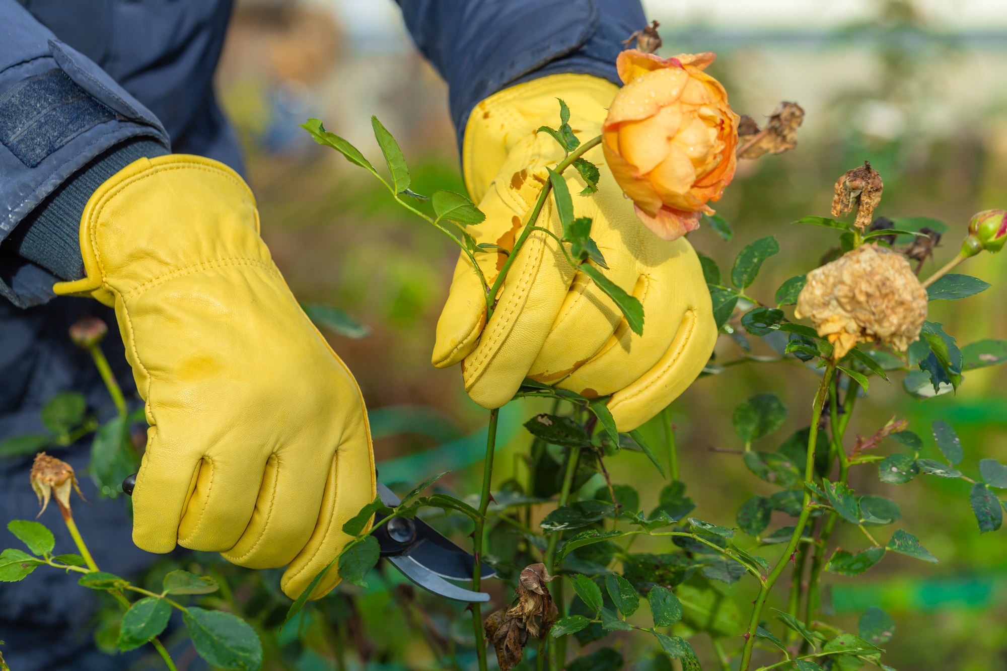 Pruning rose bushes in the fall. The pruner in the hands of the gardener.